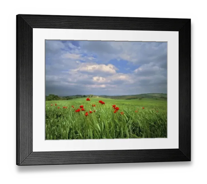 Framed Print : Europe, Tuscany, Poggiolo. Red poppies sway under a churning summer sky in Poggiolo, Tuscany, Italy