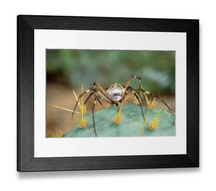 Framed Print : Silver Argiope