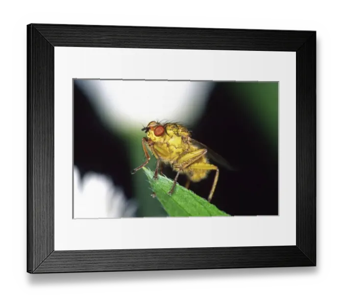 Framed Print : Dung Fly, Scatopahga Framed Print : Dung Fly, Scatopahga