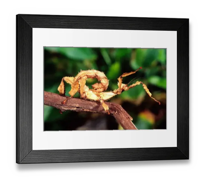Framed Print : Macleays Spectre (Spiney Stick Insect), Extatosoma tiaratum, Native to Australia