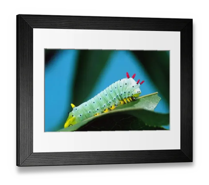 Framed Print : Prometheus Moth Caterpillar, Callosamia promethea, Eastern US Framed Print : Prometheus Moth Caterpillar, Callosamia promethea, Eastern US