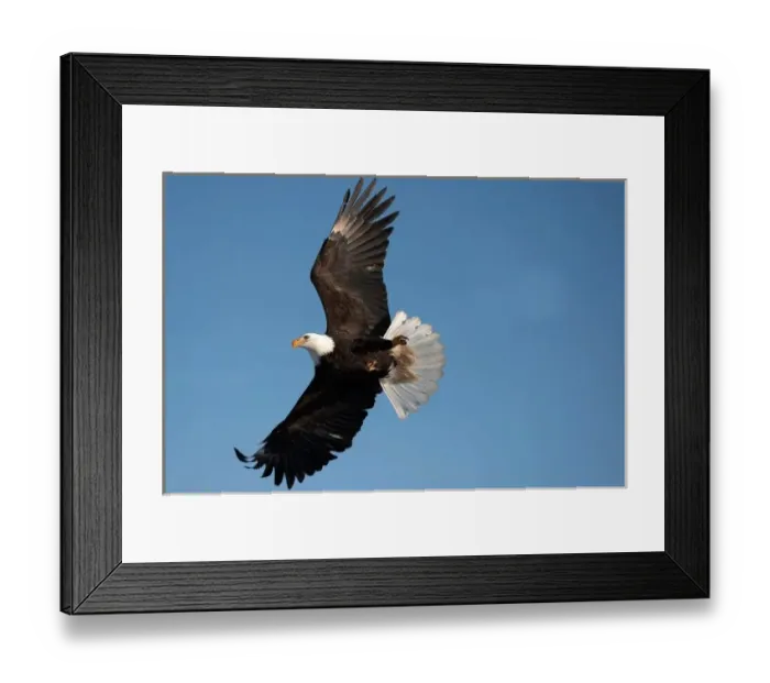 Framed Print : Bald Eagle in Flight, Haliaeetus leucocephalus, Homer Alaska Framed Print : Bald Eagle in Flight, Haliaeetus leucocephalus, Homer Alaska