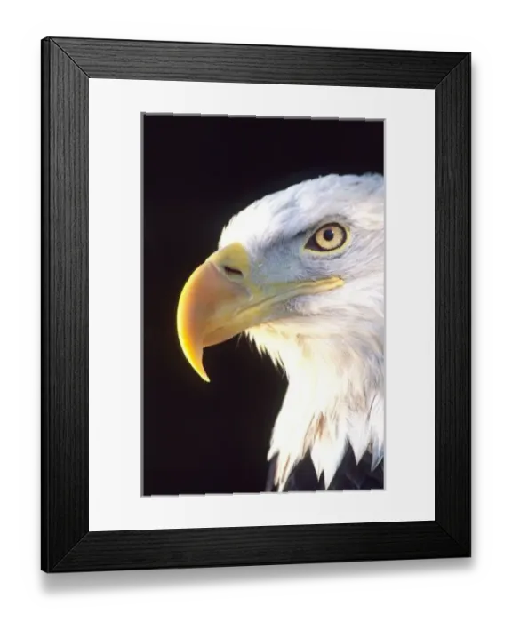 Framed Print : Bald Eagle Portrait Framed Print : Bald Eagle Portrait