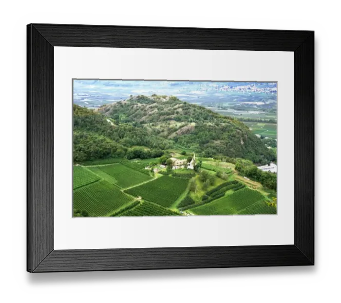 Framed Print : A vineyard near Mezzocorona grows grapes to make Teroldego wine Framed Print : A vineyard near Mezzocorona grows grapes to make Teroldego wine