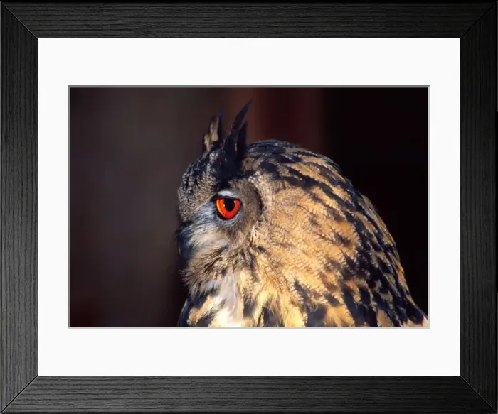 Framed Print : Forest Eagle Owl