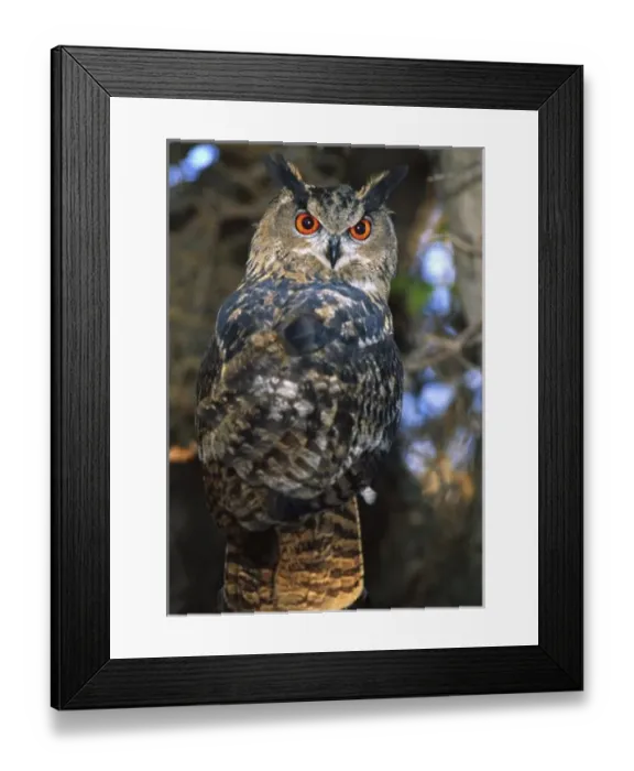 Framed Print : Forest Eagle Owl, Bubo bubo, Native to Eurasia (Rehab Animal) Framed Print : Forest Eagle Owl, Bubo bubo, Native to Eurasia (Rehab Animal)