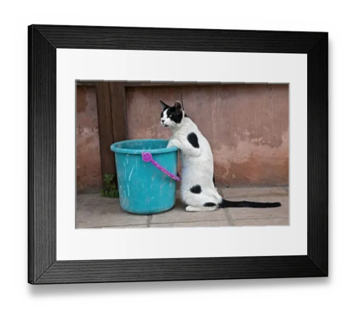 Framed Print : Cat and bucket, Chania, Crete, Greece Framed Print : Cat and bucket, Chania, Crete, Greece