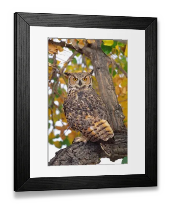 Framed Print : Great Horned Owl