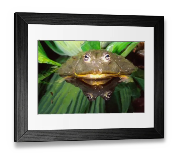 Framed Print : African Burrowing Bullfrog Framed Print : African Burrowing Bullfrog