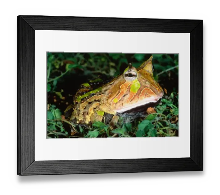 Framed Print : Surinam Horn Frog Framed Print : Surinam Horn Frog