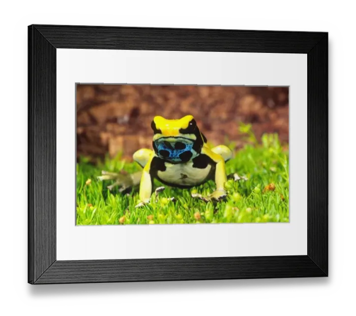 Framed Print : Nature, Fauna