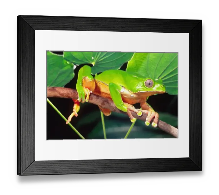 Framed Print : Giant Bicolor Monkey Treefrog