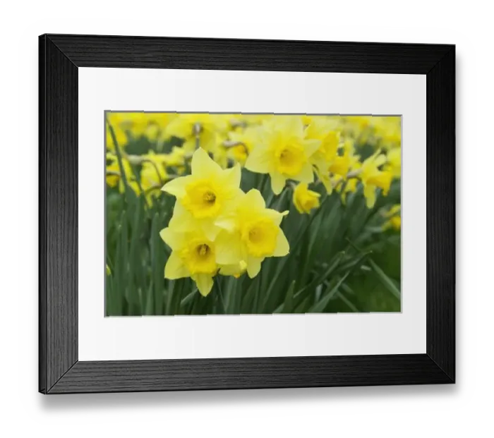 Framed Print : Daffodils (RF)