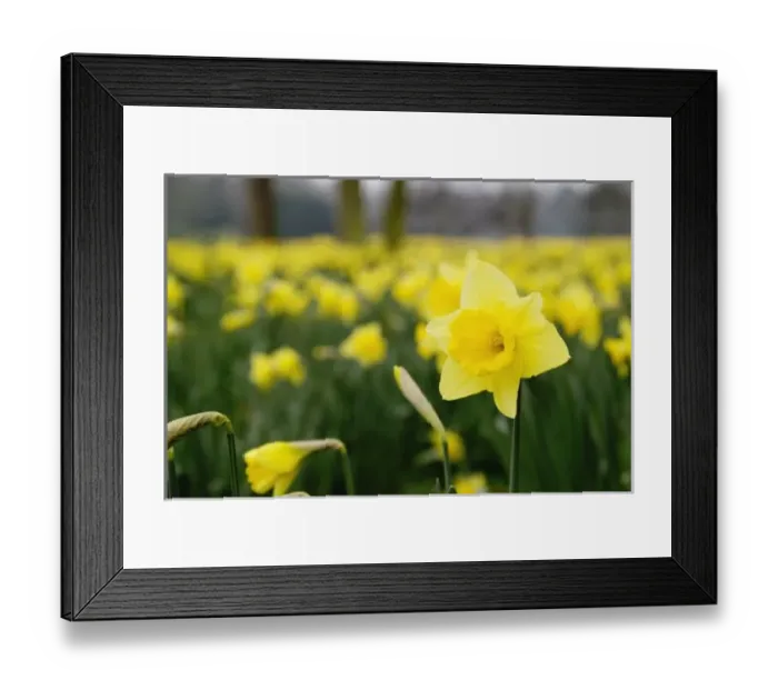 Framed Print : Daffodils (RF) Framed Print : Daffodils (RF)