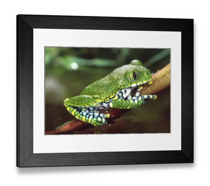 Framed Print : Big Eye Treefrog Framed Print : Big Eye Treefrog
