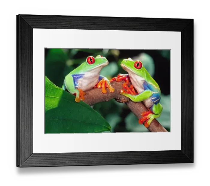 Framed Print : Red Eye Treefrog Pair, Agalychinis callidryas, Native to Central America Framed Print : Red Eye Treefrog Pair, Agalychinis callidryas, Native to Central America