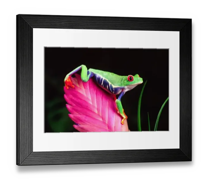 Framed Print : Red Eye Treefrog on Bromeliad, Agalychinis callidryas, Native to Central America Framed Print : Red Eye Treefrog on Bromeliad, Agalychinis callidryas, Native to Central America