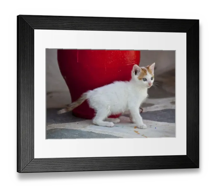Framed Print : Cat, Mykonos, Greece Framed Print : Cat, Mykonos, Greece
