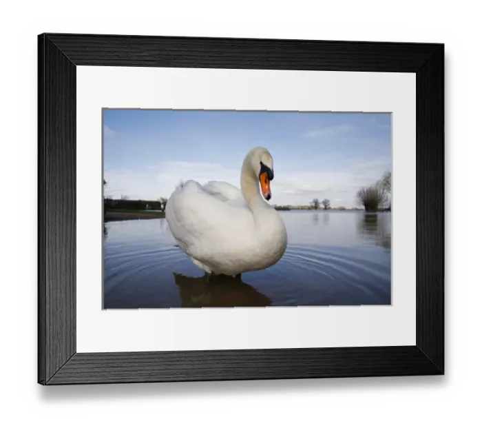 Framed Print : Mute Swan (Cygnus olor) on flooded field, England