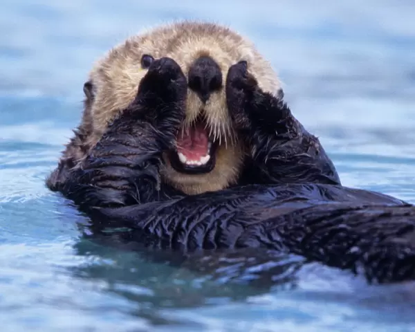 NA, USA, Alaska. Sea otters are the largest members of the weasel family in North America