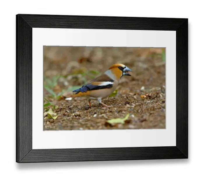 Framed Print : UK, England, Gloucestershire. Hawfinch (Coccothraustes coccothraustes) male eating Framed Print : UK, England, Gloucestershire. Hawfinch (Coccothraustes coccothraustes) male eating