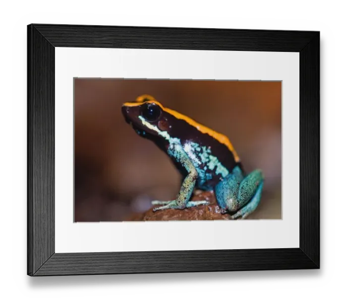 Framed Print : Phyllobates vittatus, a poison arrow frog endemic to Costa Rica, photograph taken Framed Print : Phyllobates vittatus, a poison arrow frog endemic to Costa Rica, photograph taken