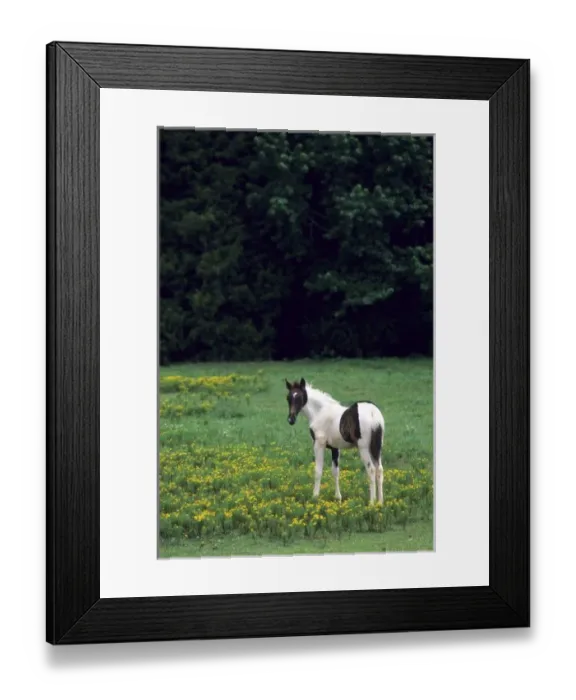 Framed Print : Colt grazing in a pasture with yellow flowers Framed Print : Colt grazing in a pasture with yellow flowers