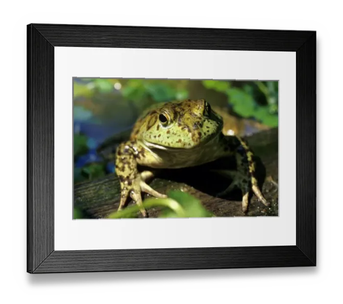 Framed Print : Nature, Fauna Framed Print : Nature, Fauna