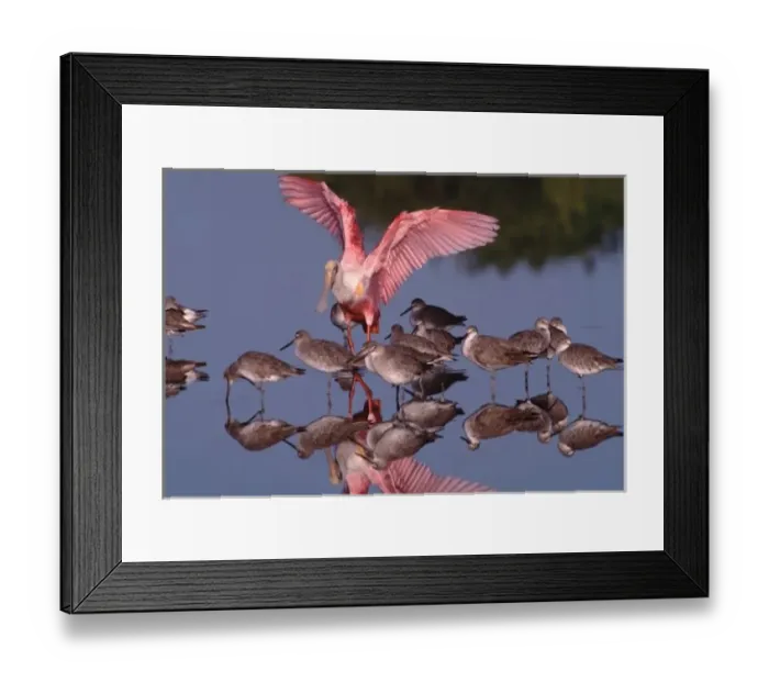 Framed Print : Roseate Spoonbill with Willets in shallow water at Ding Darling NWR Framed Print : Roseate Spoonbill with Willets in shallow water at Ding Darling NWR