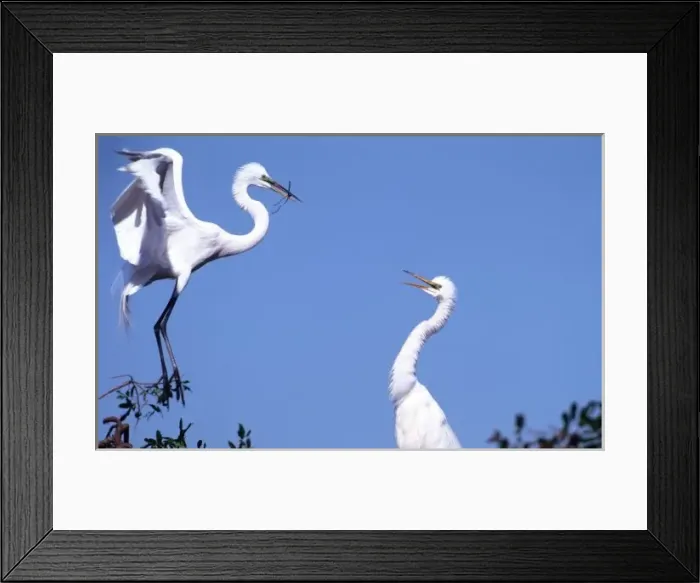 Framed Print : Two Great Egrets (Ardea alba) in a courtship ritual in which one partner passes a