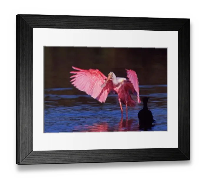 Framed Print : Roseate Spoonbill (Ajaia ajaja) with Cormorant (Phalacrocorax auritus) Framed Print : Roseate Spoonbill (Ajaia ajaja) with Cormorant (Phalacrocorax auritus)