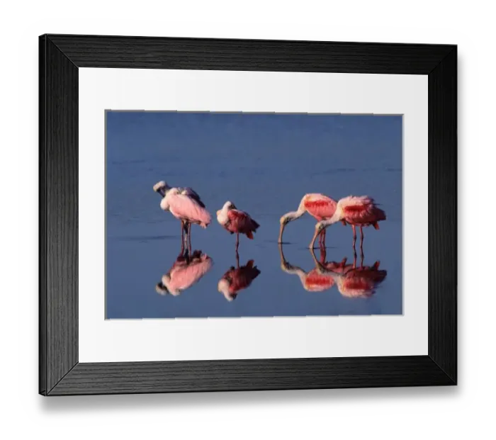 Framed Print : Five Roseate Spoonbills (Ajaia ajaja) feeding and preening Framed Print : Five Roseate Spoonbills (Ajaia ajaja) feeding and preening