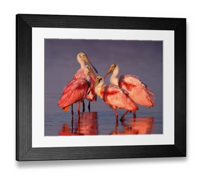 Framed Print : Four Roseate Spoonbills (Ajaia ajaja) at Dawn Framed Print : Four Roseate Spoonbills (Ajaia ajaja) at Dawn