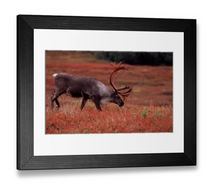Framed Print : Bull barren ground caribou in Denali NP. Blueberry, dwarf willow, and bear berry Framed Print : Bull barren ground caribou in Denali NP. Blueberry, dwarf willow, and bear berry