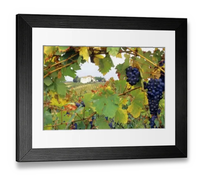 Framed Print : Italy, Tuscany Framed Print : Italy, Tuscany
