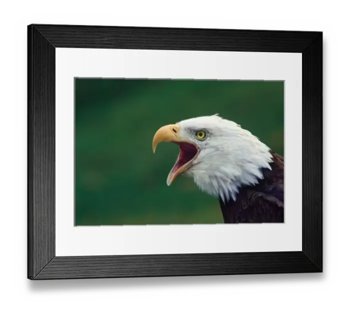 Framed Print : Bald Eagle (Haliaeetus leucocephalus) Framed Print : Bald Eagle (Haliaeetus leucocephalus)