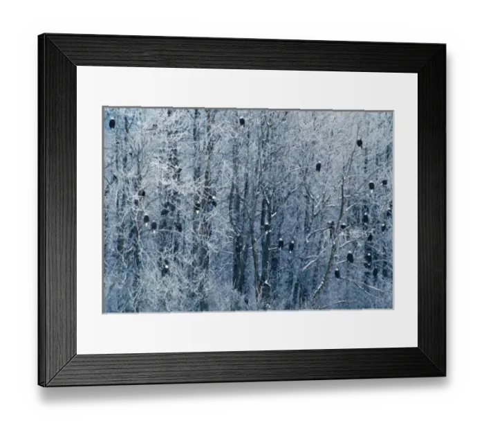 Framed Print : Bald Eagles (Haliaeetus leucocephalus) at the Chilkat Bald Eagle Preserve, Alaska Framed Print : Bald Eagles (Haliaeetus leucocephalus) at the Chilkat Bald Eagle Preserve, Alaska
