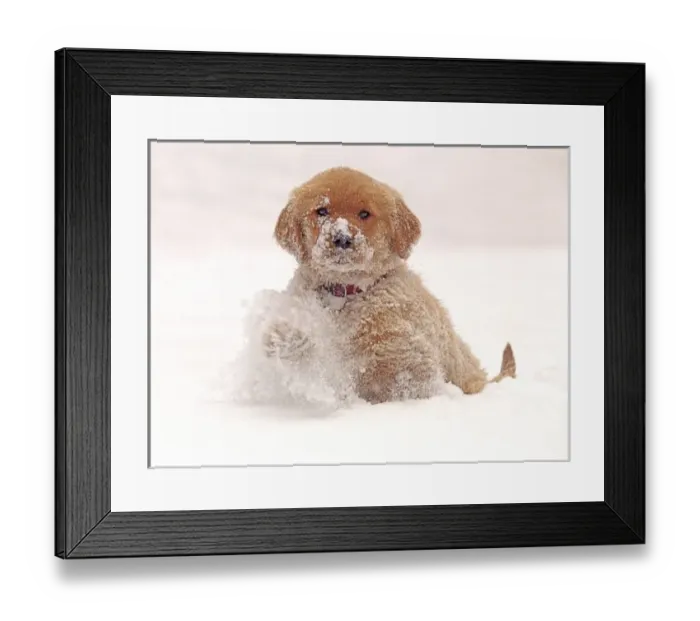 Framed Print : Golden Retriever Pup in Snow