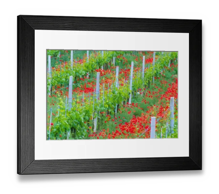 Framed Print : Europe, Italy, Tuscany. Colorful red poppies in vineyard Framed Print : Europe, Italy, Tuscany. Colorful red poppies in vineyard