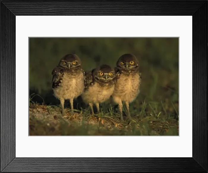 Framed Print : USA, Florida, Cape Coral. Three Burrowing Owls (Athene cunicularia)