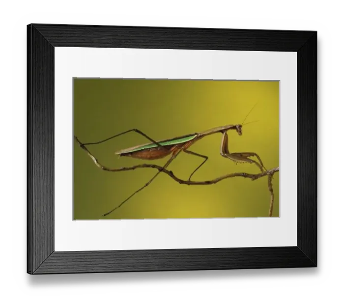 Framed Print : Michigan, Rochester