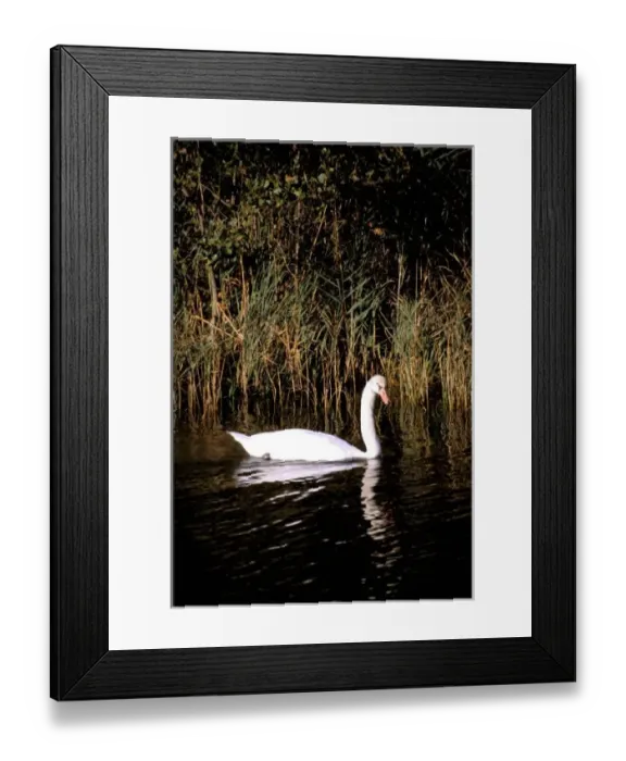 Framed Print : Europe, Croatia, near Sibenik. Mute swan Framed Print : Europe, Croatia, near Sibenik. Mute swan