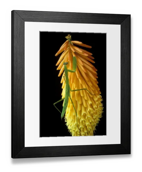 Framed Print : Michigan, Rochester Framed Print : Michigan, Rochester