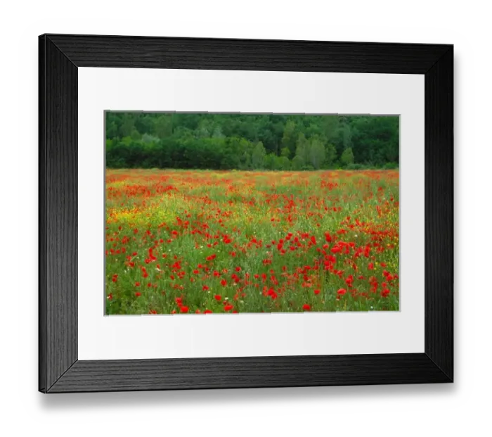 Framed Print : Europe, Italy, Tuscany, red poppies in field Framed Print : Europe, Italy, Tuscany, red poppies in field