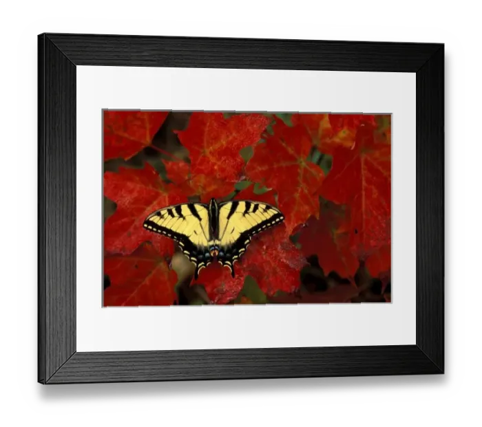 Framed Print : Michigan, Wetmore. Tiger Swallowtail on maple leaves (pterourus glaucus) Framed Print : Michigan, Wetmore. Tiger Swallowtail on maple leaves (pterourus glaucus)