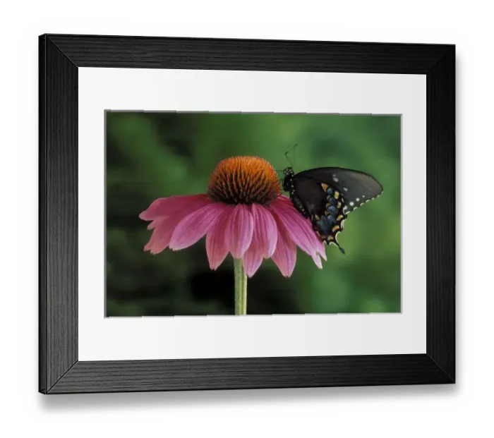 Framed Print : Michigan, Rochester. Spicebush Swallowtail on Mullin (Papilio troilus) Framed Print : Michigan, Rochester. Spicebush Swallowtail on Mullin (Papilio troilus)