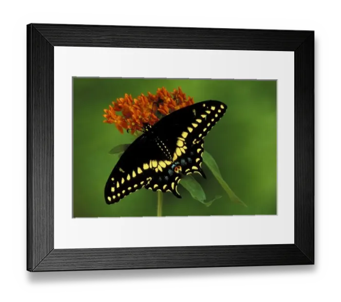 Framed Print : Michigan, Rochester. American Eastern Black Swallowtail (Papilio polyxenes) Framed Print : Michigan, Rochester. American Eastern Black Swallowtail (Papilio polyxenes)