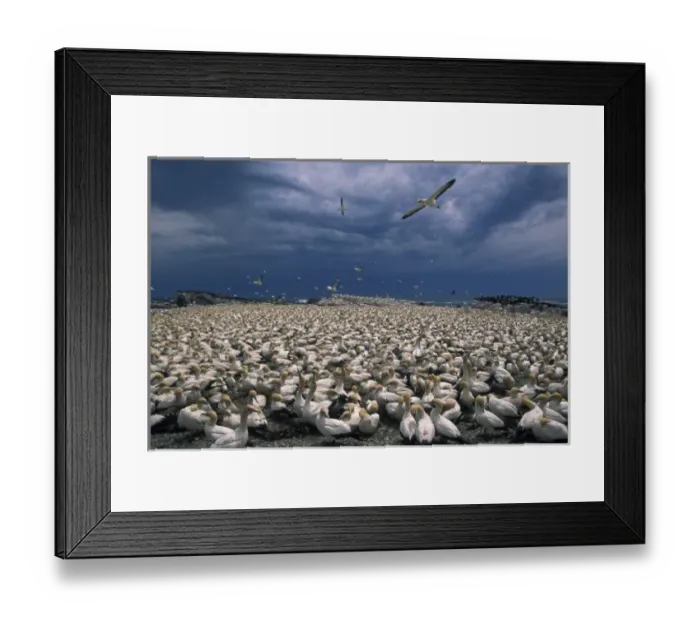 Framed Print : Africa, South Africa, Lamberts Bay. Cape Gannet colony (Sula capensis) Framed Print : Africa, South Africa, Lamberts Bay. Cape Gannet colony (Sula capensis)
