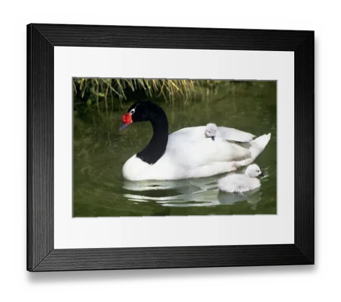 Framed Print : Black-necked swan adult and cygnets in water. (Captive) Credit as Framed Print : Black-necked swan adult and cygnets in water. (Captive) Credit as