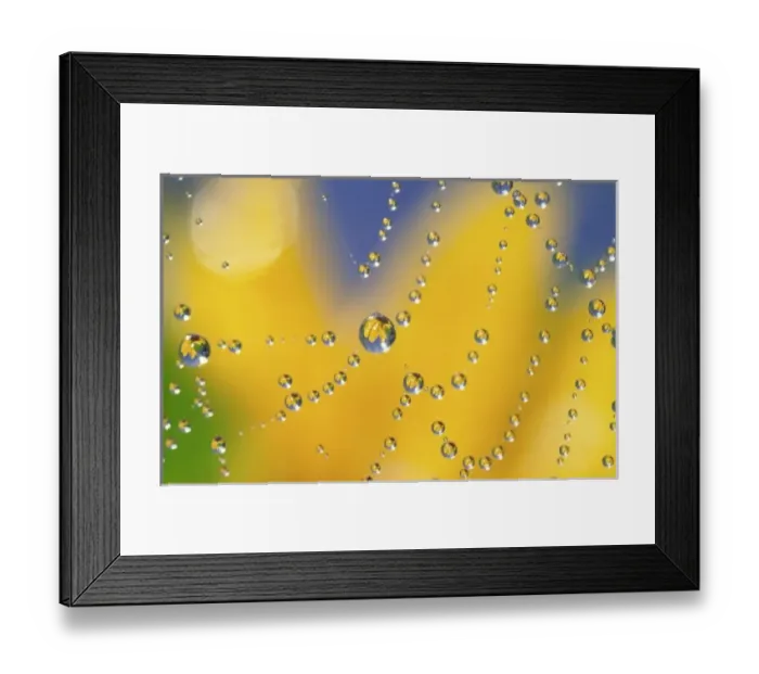 Framed Print : Close-up of spider web with dew drops reflecting black-eyed Susan flower Framed Print : Close-up of spider web with dew drops reflecting black-eyed Susan flower